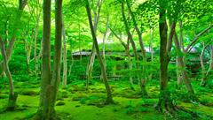 祗王寺