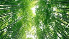 嵯峨野竹林
